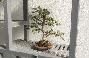 Bonzai tree